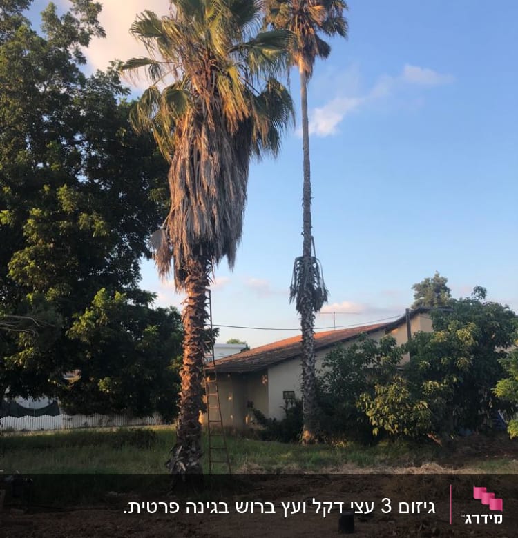 עץ דקל עם סולם לידו לגיזום ענפים יבשים